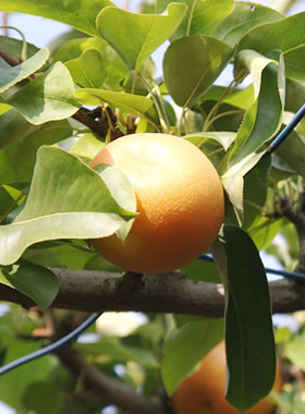 EM菌の力