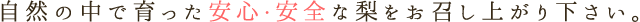 自然の中で育った安心・安全な梨をお召し上がり下さい。